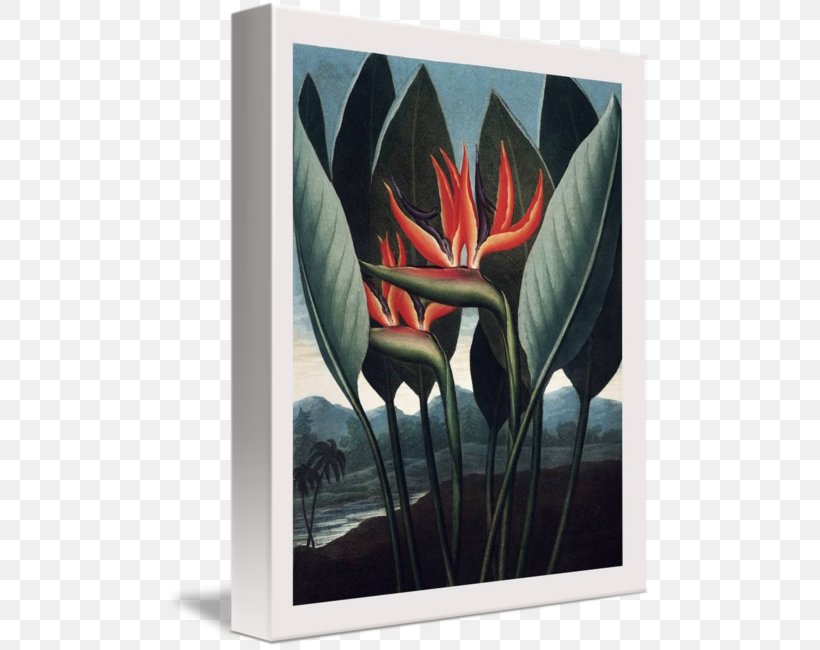 The Temple Of Flora Botany Botanical Illustration Canvas Print, PNG, 485x650px, Temple Of Flora, Art, Bird Of Paradise Flower, Botanical Illustration, Botany Download Free