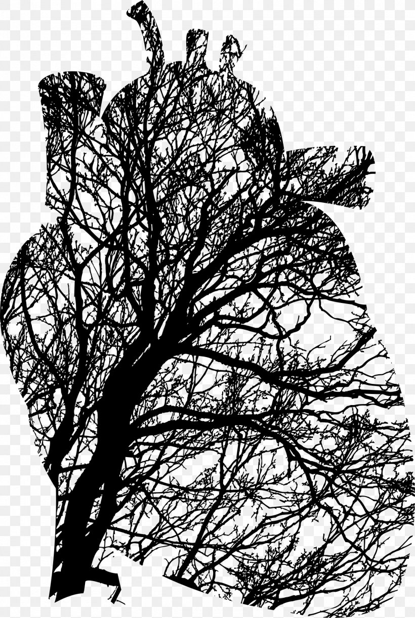 Tree Branch Biology Clip Art, PNG, 1562x2328px, Tree, Anatomy, Biology, Black And White, Branch Download Free