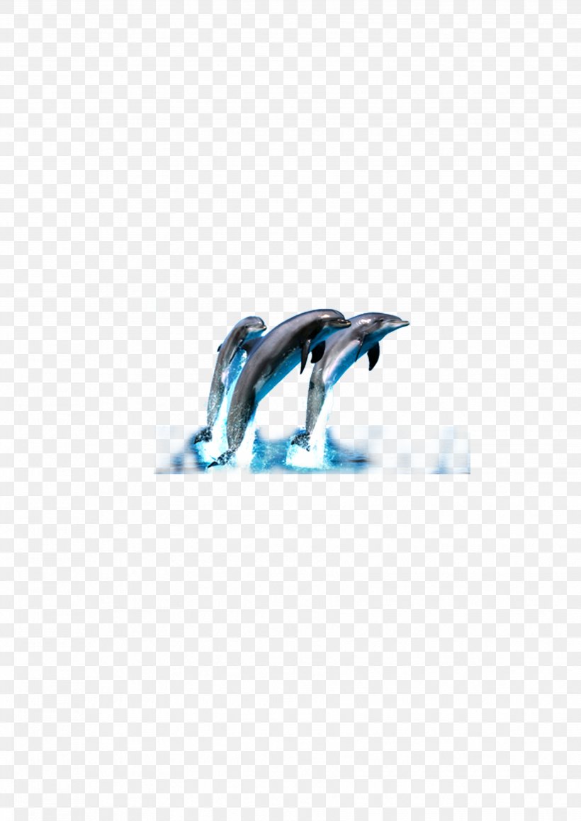 Dolphin Wallpaper, PNG, 3508x4961px, Dolphin, Animal, Aqua, Beak, Blue Download Free