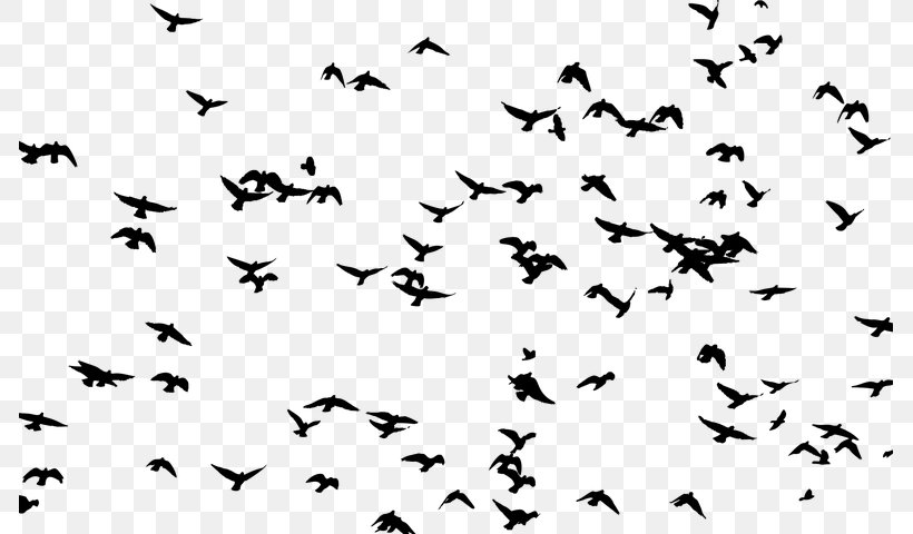 Frigatebird Flock Silhouette Clip Art, PNG, 785x480px, Bird, Animal Migration, Beak, Bird Flight, Bird Migration Download Free