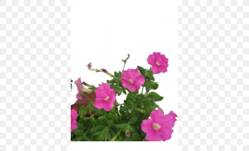 Petunia Crane's-bill Annual Plant, PNG, 500x500px, Petunia, Annual Plant, Blue, Color, Flower Download Free