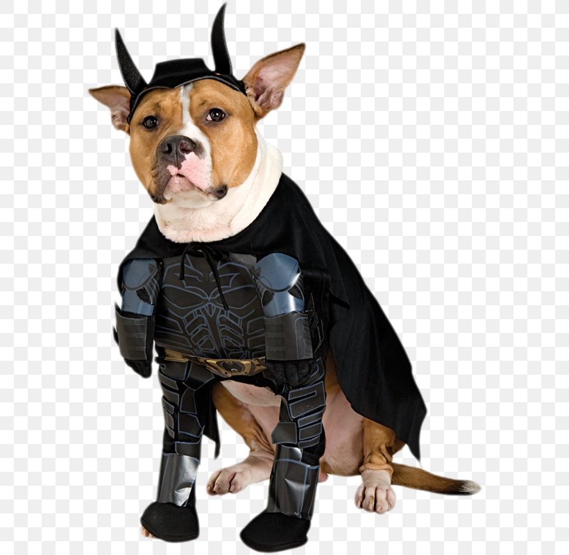Dachshund Batman Ace The Bat-Hound Costume Pet, PNG, 574x800px, Dachshund, Ace The Bathound, Batman, Carnivoran, Clothing Download Free
