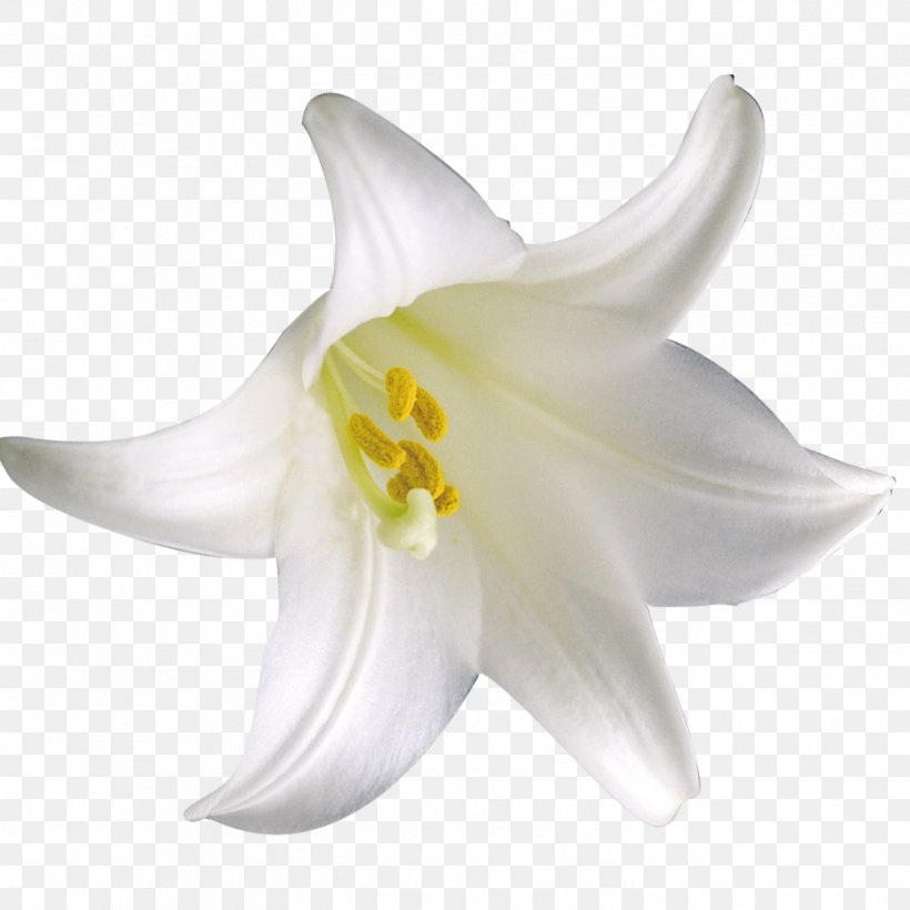 Lilium Flower Download, PNG, 1417x1417px, Lilium, Flower, Flower Bouquet, Flowering Plant, Google Images Download Free