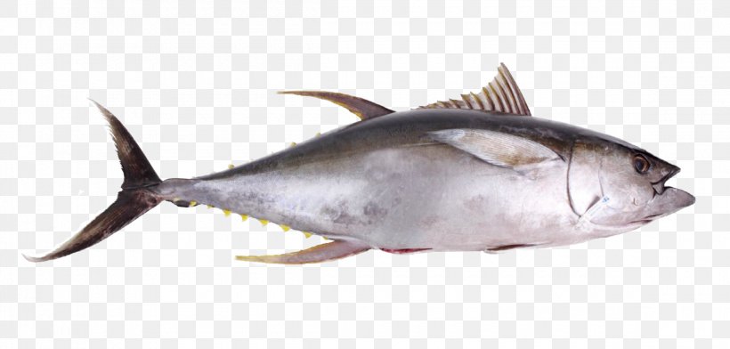 Thunnus Seafood Oily Fish Yellowfin Tuna, PNG, 2300x1100px, Thunnus, Atlantic Bluefin Tuna, Bonito, Bony Fish, Fauna Download Free