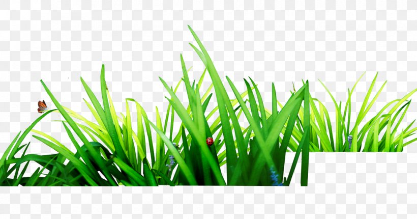 Download Computer File, PNG, 1134x595px, Resource, Commodity, Grass, Grass Family, Green Download Free