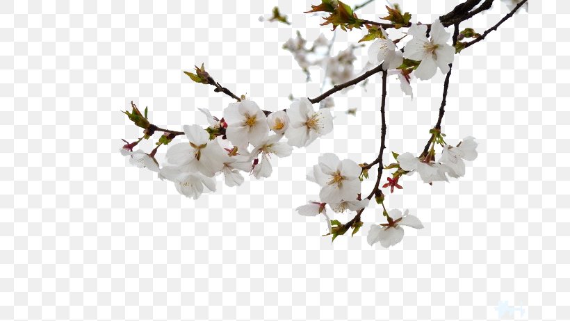 National Cherry Blossom Festival, PNG, 700x462px, Blossom, Branch, Cerasus, Cherry, Cherry Blossom Download Free