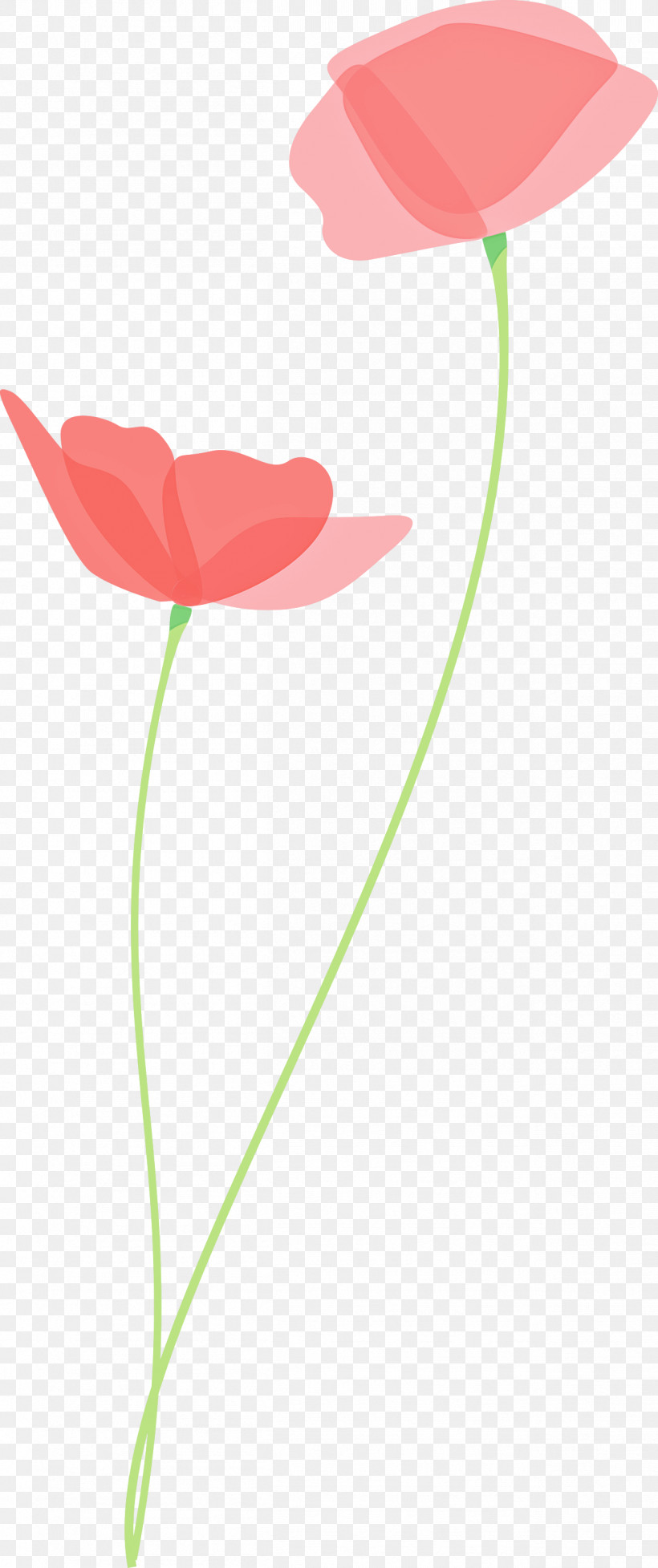 Poppy Flower, PNG, 1258x3000px, Poppy Flower, Anthurium, Coquelicot, Corn Poppy, Flower Download Free