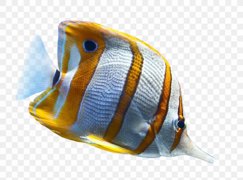 Tropical Fish Desktop Wallpaper Ornamental Fish, PNG, 1340x994px, Fish, Animal, Aquarium, Deep Sea, Mobile Phones Download Free