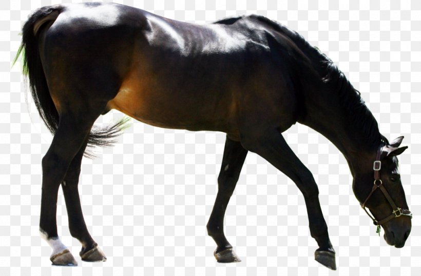 Dutch Warmblood Stallion American Warmblood Andalusian Horse Mare, PNG, 1024x672px, Dutch Warmblood, American Warmblood, Andalusian Horse, Animal, Bay Download Free