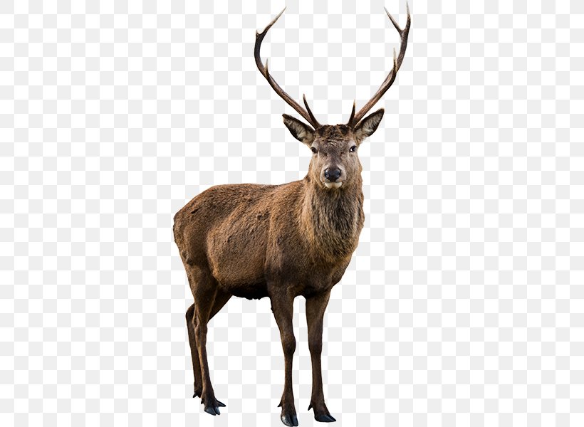 Red Deer Moose Roe Deer White-tailed Deer, PNG, 600x600px, Deer, Antler, Biggame Hunting, Deer Of Great Britain, Elk Download Free