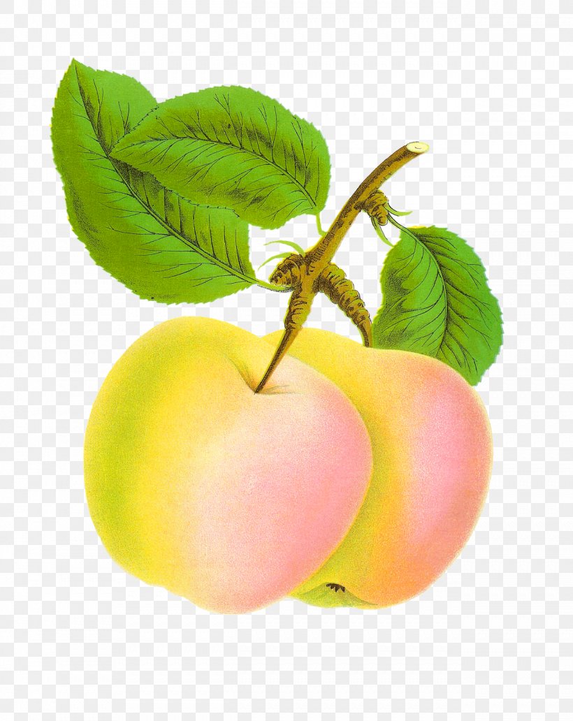 Apple Food Fruit Clip Art, PNG, 1271x1600px, Apple, Document, Food, Fruit, Natural Foods Download Free