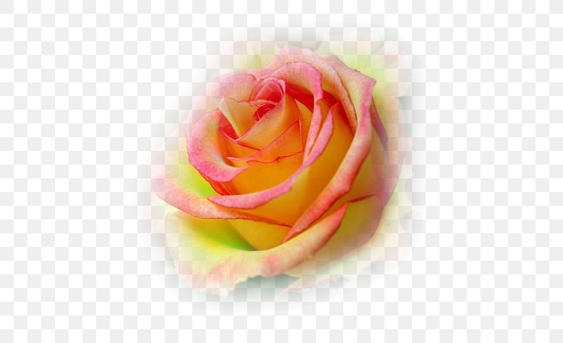Garden Roses Cabbage Rose Rainbow Rose Floribunda Petal, PNG, 504x500px, Garden Roses, Cabbage Rose, Close Up, Closeup, Cut Flowers Download Free