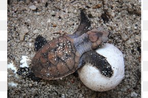 Hawksbill Sea Turtle Glow In The Dark Creatures Deep Sea Creature, PNG ...