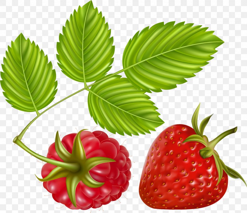 Raspberry Clip Art, PNG, 1500x1297px, Raspberry, Auglis, Berry, Cartoon, Drawing Download Free