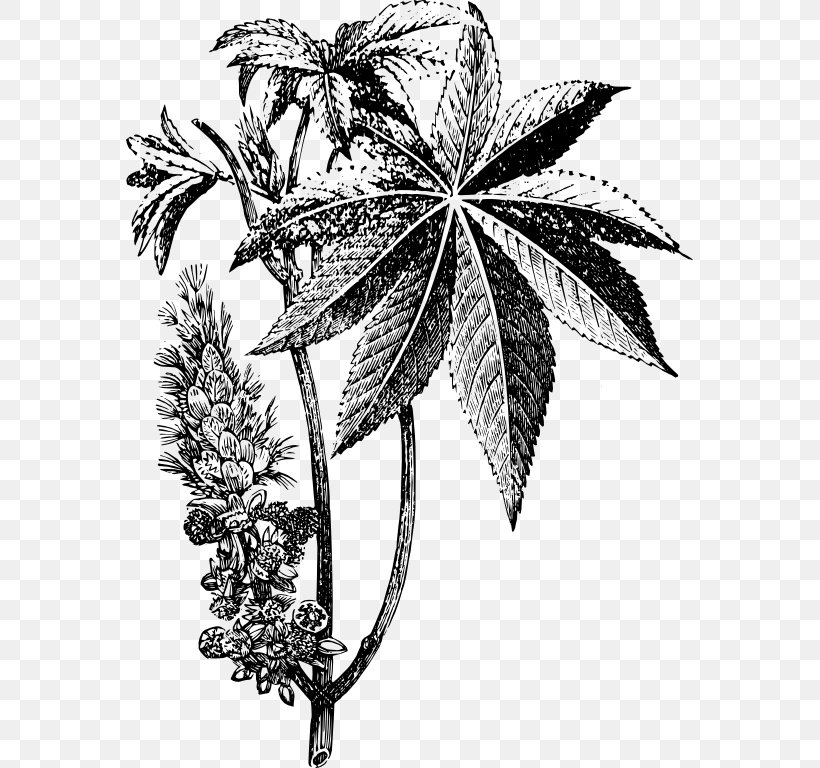 Ricinus Drawing Castor Oil Plant, PNG, 567x768px, Ricinus, Aconitum Napellus, Art, Black And White, Branch Download Free
