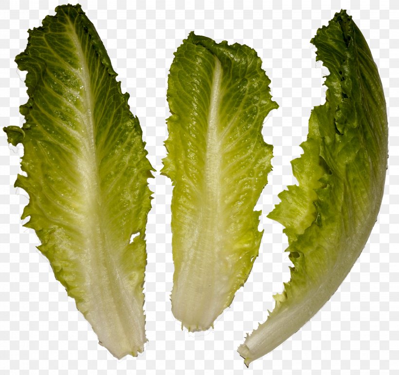 Romaine Lettuce Wikimedia Commons Salad Leaf Vegetable, PNG, 3088x2906px, Romaine Lettuce, Cosmopolitan, Email, Food, Leaf Vegetable Download Free