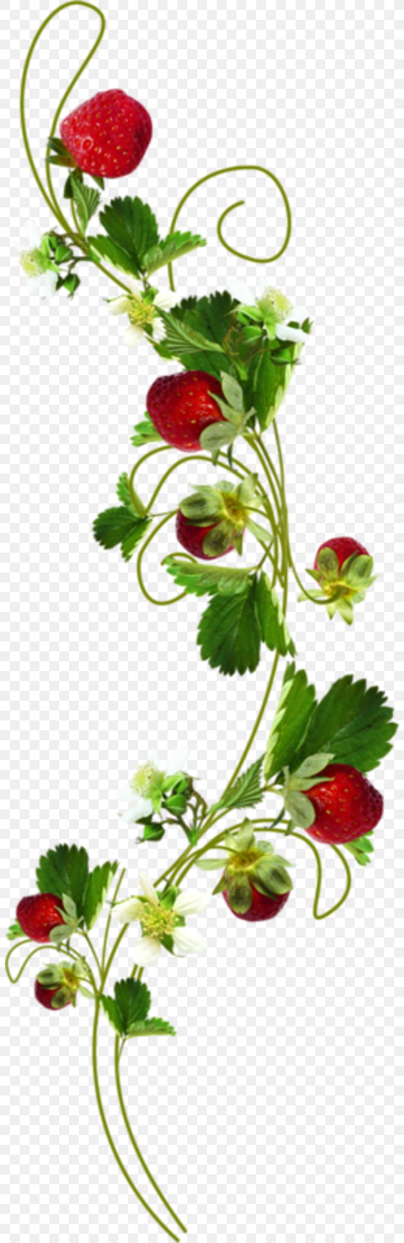 Strawberry Clip Art, PNG, 800x2519px, Strawberry, Amorodo, Centerblog, Cut Flowers, Flora Download Free