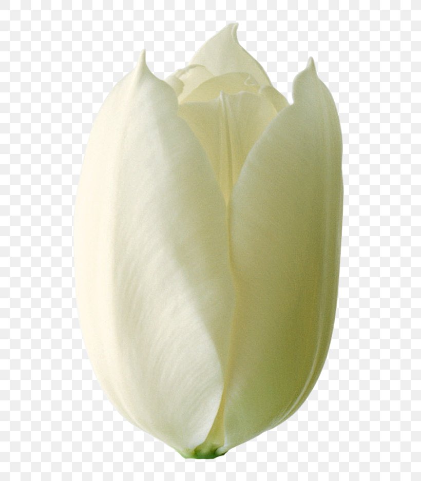 White Lily Flower, PNG, 721x937px, Arum Lilies, Alismatales, Bud, Flower, Lily Family Download Free