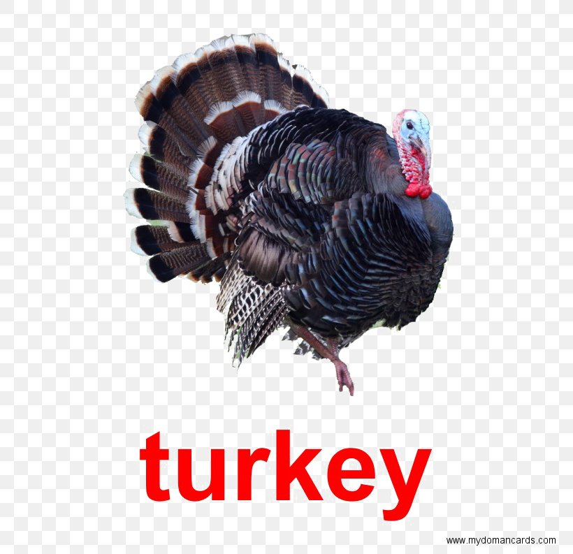 Black Turkey Turkey Meat Poultry Red Junglefowl, PNG, 793x793px, Turkey, Beak, Black Turkey, Domesticated Turkey, Duck Download Free