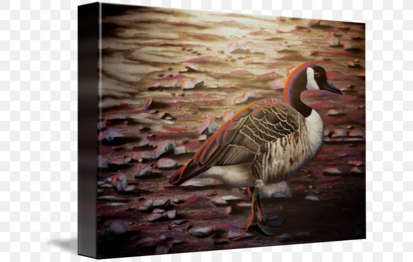 Duck Goose Fauna Feather Beak, PNG, 650x520px, Duck, Beak, Bird, Ducks Geese And Swans, Fauna Download Free