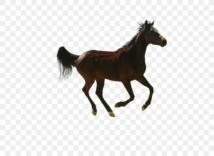 Horse Image Design, PNG, 750x600px, Horse, Animal Figure, Blog, Colt, Drawing Download Free