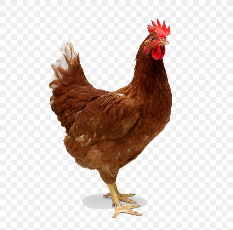 Chicken Meat Broiler Roast Chicken, PNG, 900x886px, Chicken, Beak, Bird, Broiler, Chicken Coop Download Free