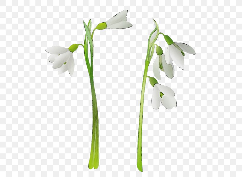 Flower Flowering Plant Snowdrop Plant Galanthus, PNG, 537x600px, Watercolor, Amaryllis Family, Flower, Flowering Plant, Galanthus Download Free