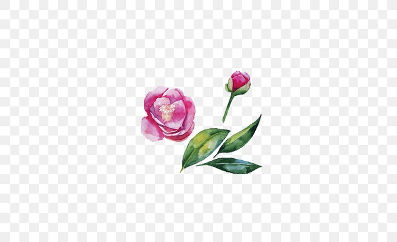 Japanese Camellia Watercolor Painting Illustration, PNG, 500x500px, Japanese Camellia, Camellia, Cut Flowers, Drawing, Floral Design Download Free