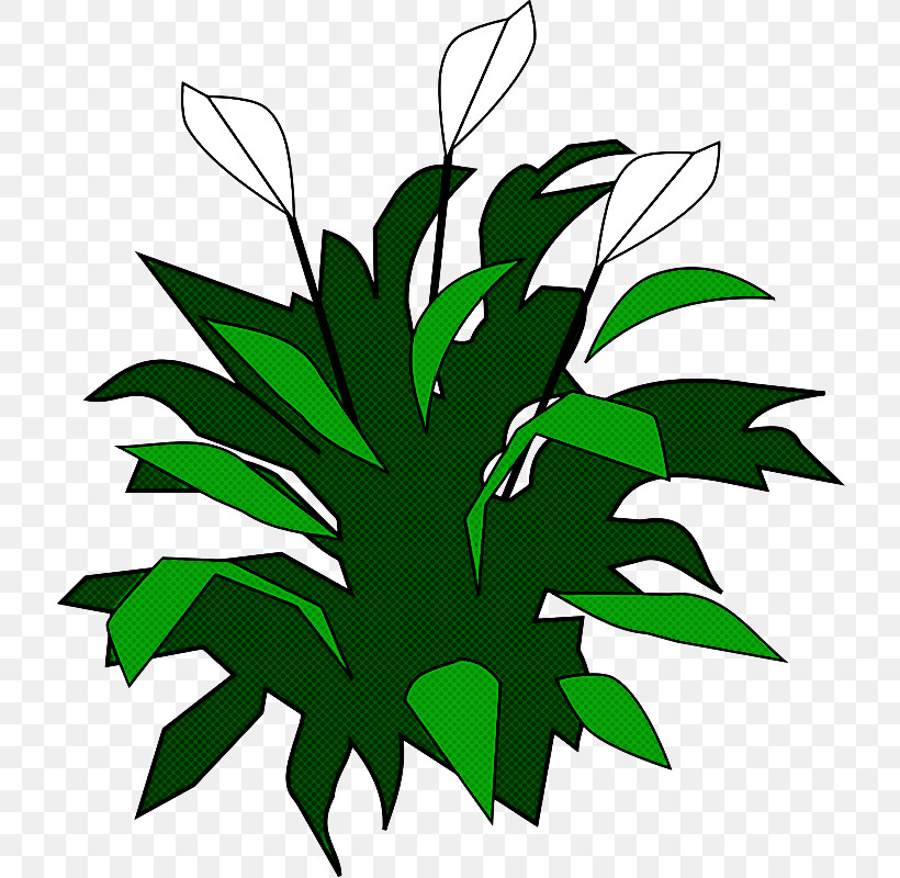 Leaf Green Plant Flower Vascular Plant, PNG, 800x800px, Leaf, Flower, Green, Houseplant, Plant Download Free