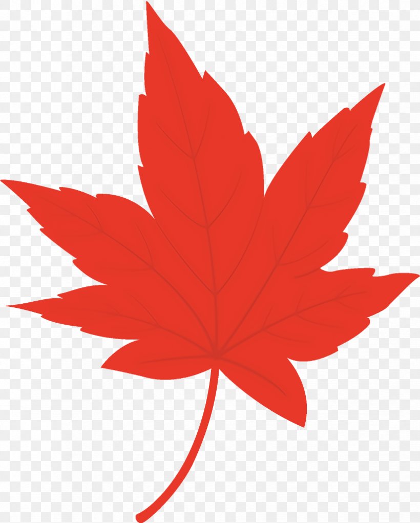 Maple Leaf Autumn Leaf Yellow Leaf, PNG, 824x1026px, Maple Leaf, Autumn Leaf, Black Maple, Leaf, Maple Download Free