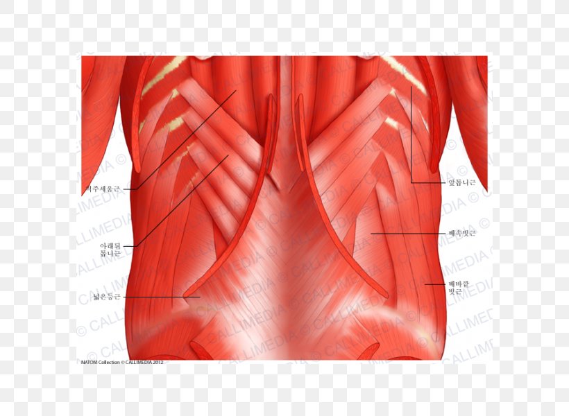 Serratus Posterior Superior Muscle Serratus Posterior Inferior Muscle Serratus Anterior Muscle Human Body, PNG, 600x600px, Watercolor, Cartoon, Flower, Frame, Heart Download Free