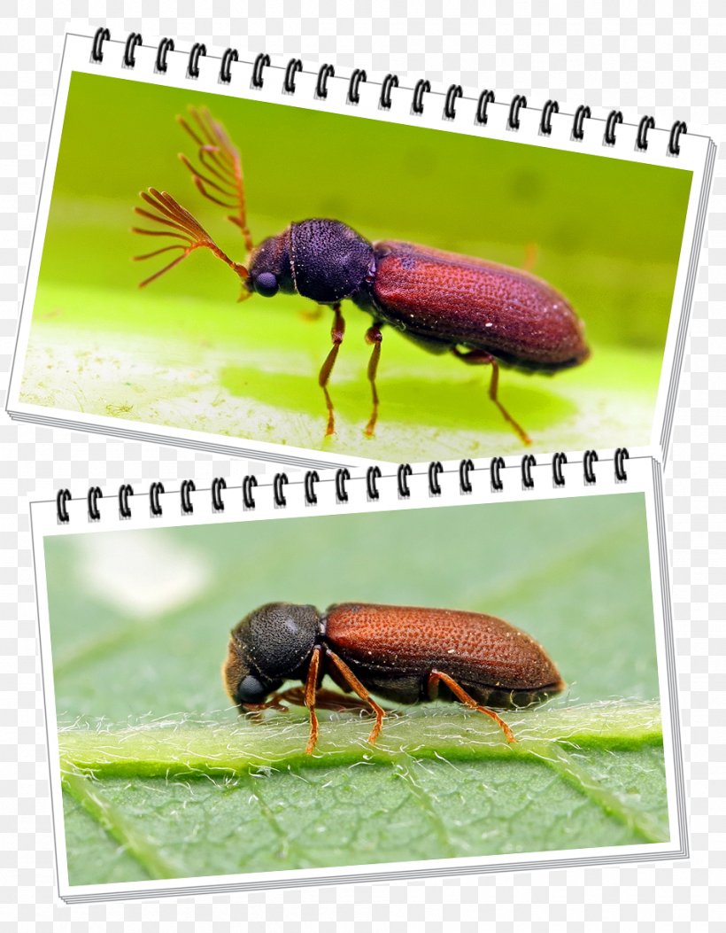 Weevil Leaf Beetle Animal, PNG, 948x1218px, Weevil, Animal, Arthropod, Beetle, Fauna Download Free