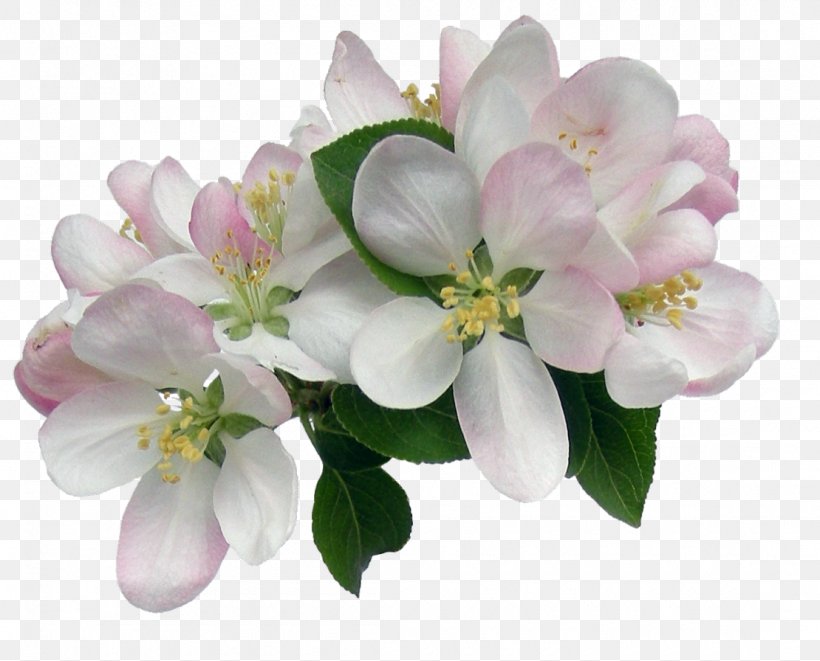 Cut Flowers Floral Design Clip Art Petal, PNG, 1110x896px, Flower, Blossom, Branch, Cherry Blossom, Cut Flowers Download Free