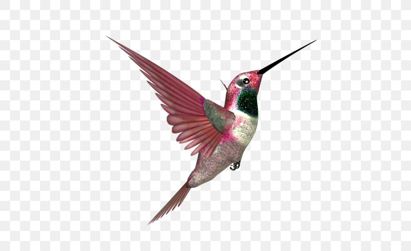 Hummingbird Beak Blog Feather, PNG, 500x500px, Hummingbird, Alphabet Inc, Atom, Beak, Bird Download Free