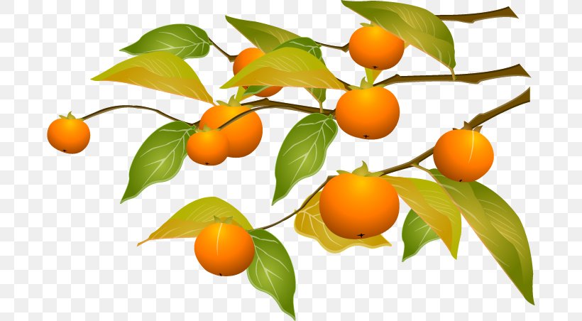 Kumquat Persimmon Tangerine Cartoon, PNG, 688x452px, Kumquat, Apricot, Bitter Orange, Branch, Calamondin Download Free