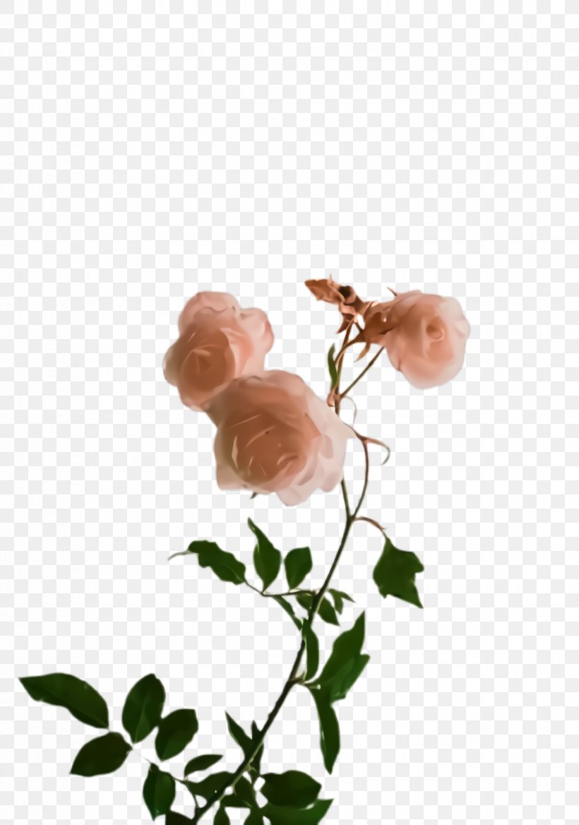 Rose, PNG, 1676x2388px, Flower, Flowering Plant, Pink, Plant, Plant Stem Download Free