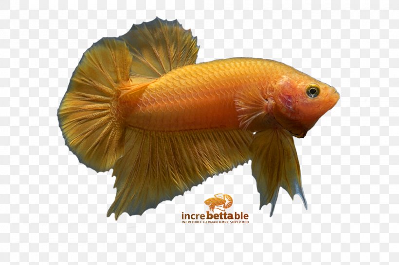Siamese Fighting Fish Goldfish Red Yellow, PNG, 1000x667px, Siamese Fighting Fish, Betta, Fauna, Fish, Goldfish Download Free