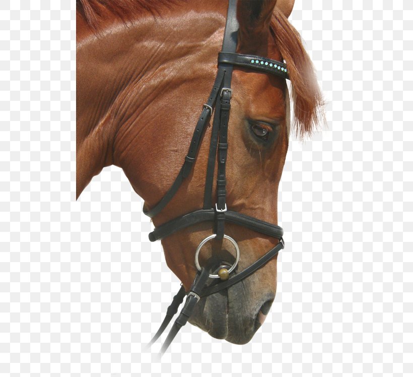 Bridle Stallion Mustang Horse Harnesses Mare, PNG, 517x748px, Bridle, Bit, Halter, Harness Racing, Horse Download Free