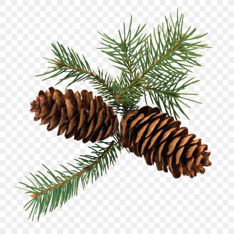 Conifer Cone Fir Conifers Clip Art, PNG, 850x850px, Conifer Cone, Cedar, Christmas Ornament, Cone, Conifer Download Free
