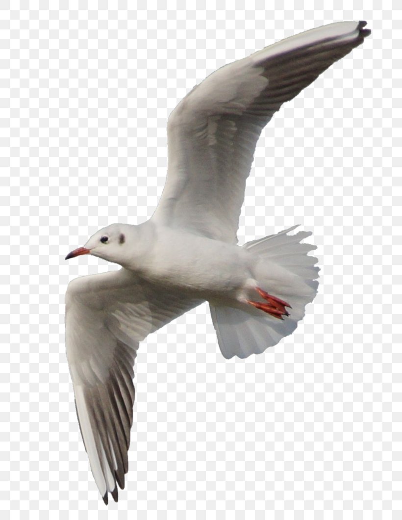 European Herring Gull Bird Flight Clip Art, PNG, 754x1060px, European Herring Gull, Beak, Bird, Charadriiformes, Common Gull Download Free