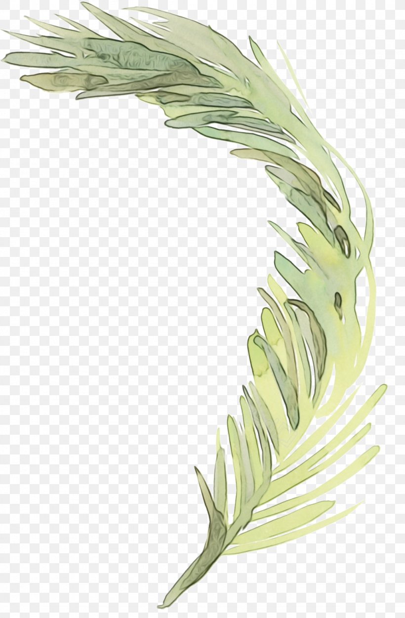 Feather, PNG, 1024x1563px, Watercolor, Feather, Grass Family, Leaf, Paint Download Free
