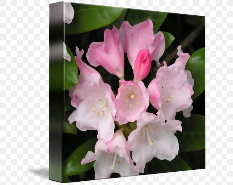 Imagekind Morning Aerides Quinquevulnera Art Plant, PNG, 643x650px, Imagekind, Art, Azalea, Canvas, Flower Download Free