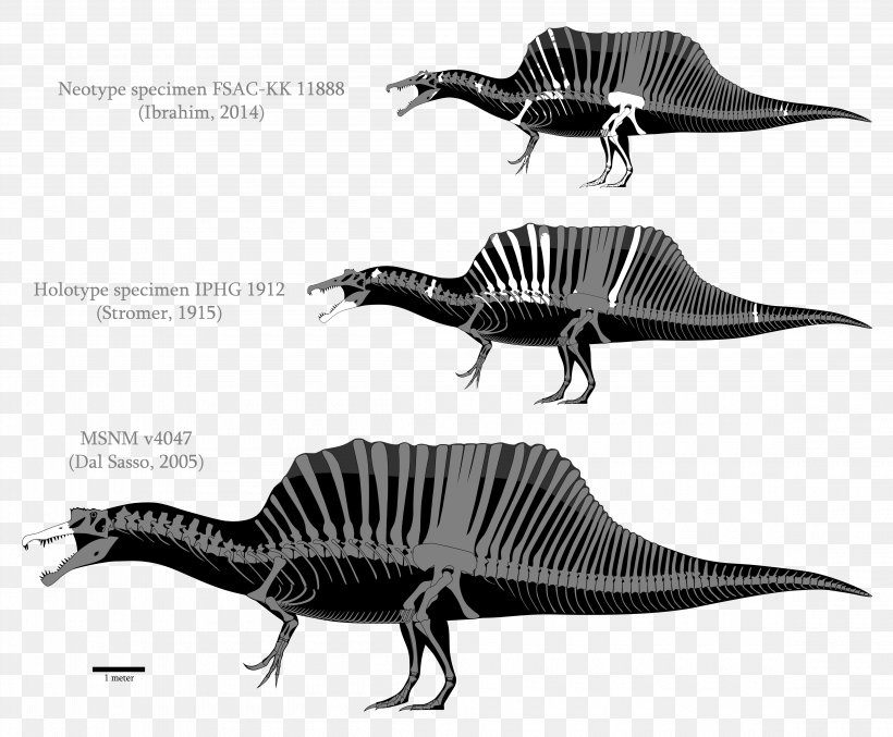 Spinosaurus Tyrannosaurus Baryonyx Irritator Compsognathus, PNG, 4600x3800px, Spinosaurus, Acrocanthosaurus, Allosaurus, Baryonyx, Black And White Download Free