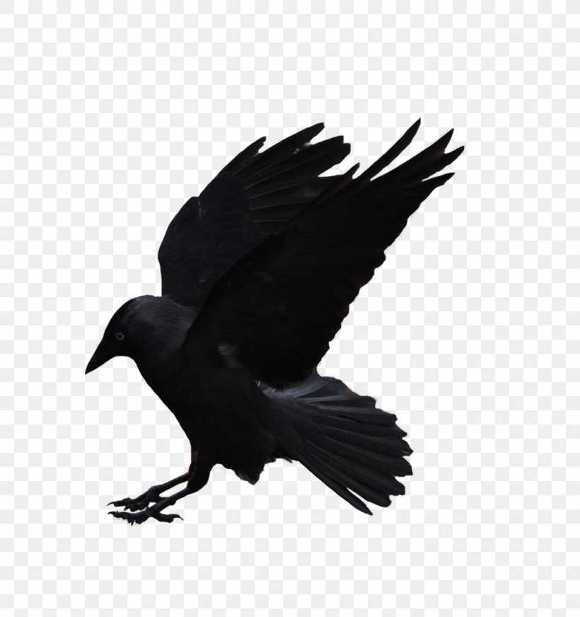 American Crow Download Clip Art, PNG, 1024x1089px, American Crow, Beak, Bird, Bird Of Prey, Black And White Download Free