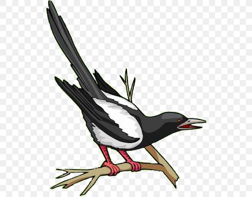 Eurasian Magpie Clip Art Royalty-free Vector Graphics Image, PNG, 522x639px, Eurasian Magpie, Beak, Bird, Branch, Fauna Download Free