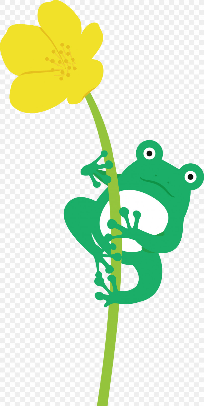 Flower Frogs Plant Stem Tree Frog Meter, PNG, 1504x2999px, Frog, Cartoon, Flower, Frogs, Leaf Download Free