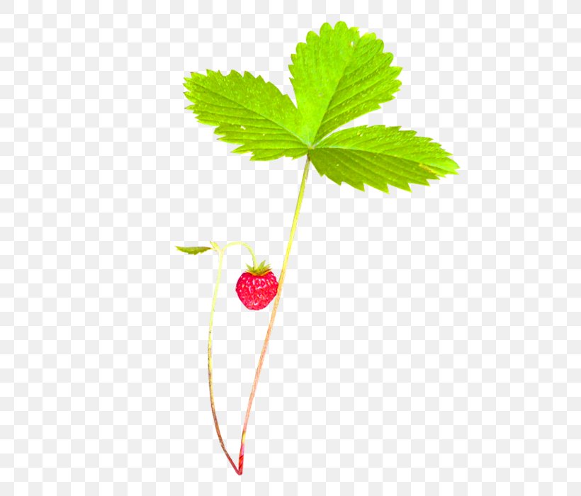 Strawberry Green Aedmaasikas, PNG, 700x700px, Strawberry, Aedmaasikas, Amorodo, Branch, Fragaria Download Free