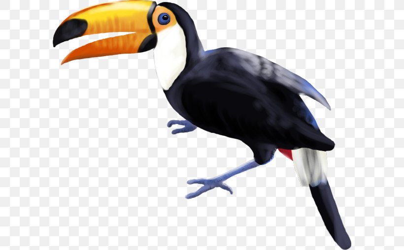 Bird Toucan Piciformes Beak Hornbill, PNG, 606x508px, Bird, Animal, Beak, Fauna, Feather Download Free