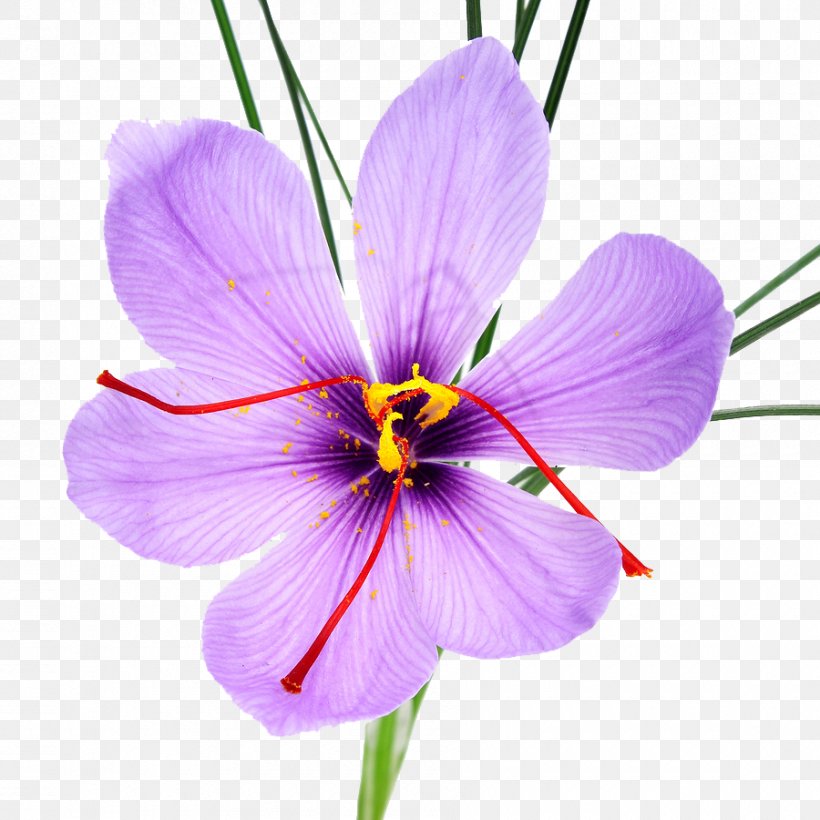 Autumn Crocus Saffron Stock Photography Flower Spice, PNG, 900x900px, Autumn Crocus, Bulb, Crocus, Flower, Flowering Plant Download Free