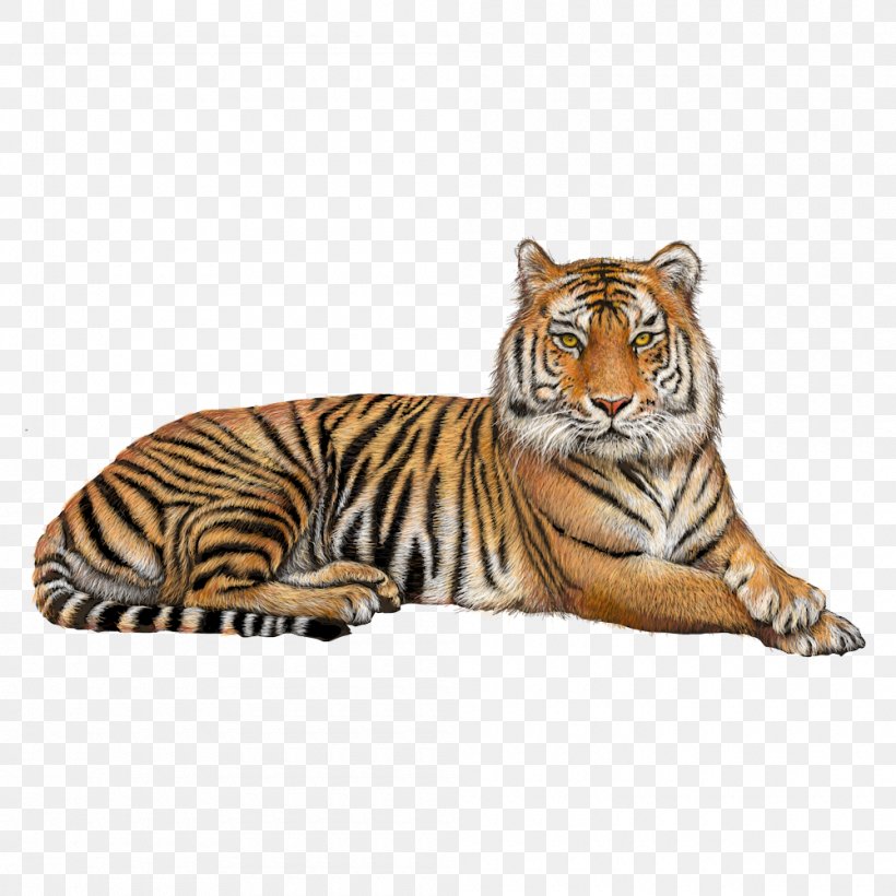 Bengal Tiger Jaguar Clip Art, PNG, 1000x1000px, Bengal Tiger, Big Cats, Carnivoran, Cat Like Mammal, Fauna Download Free